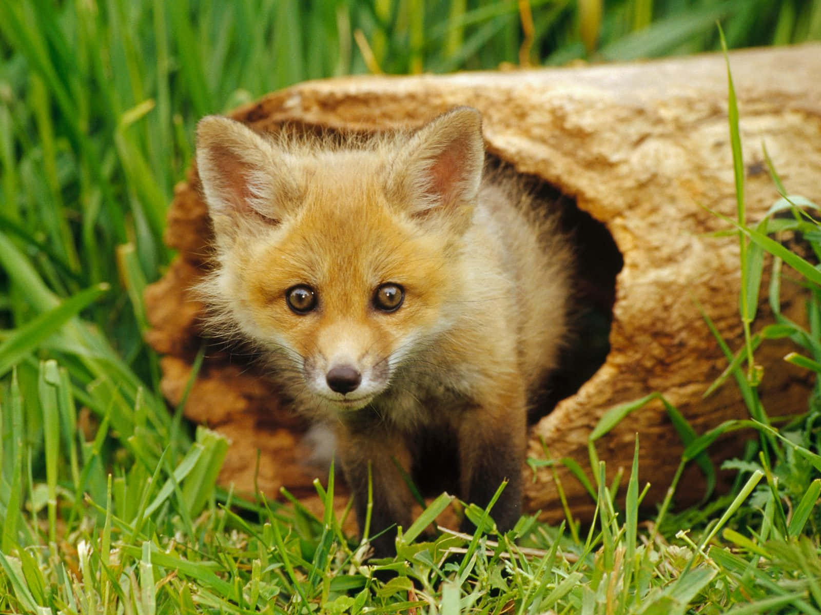 Wild Animals Red Fox In Log Picture