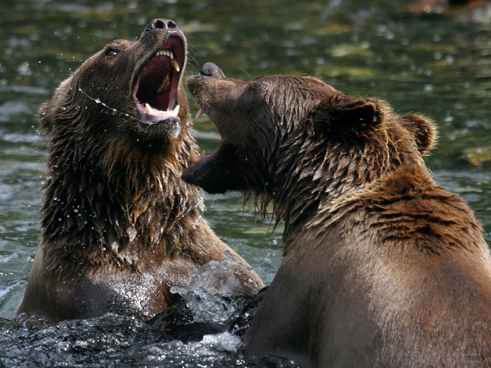 Wild Animals Bears In Water Picture