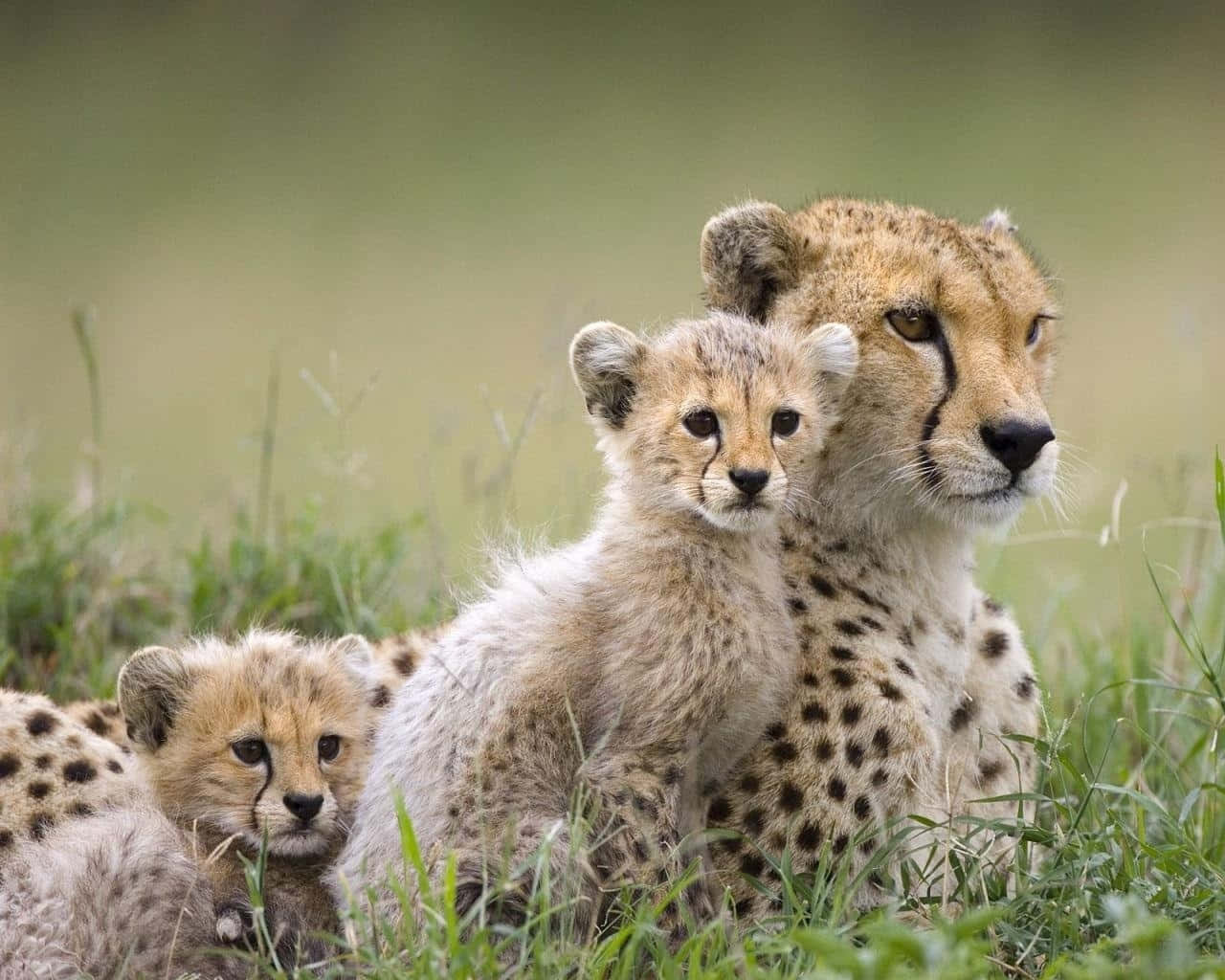 Bildeiner Wilden Tierfamilie Von Geparden Auf Gras