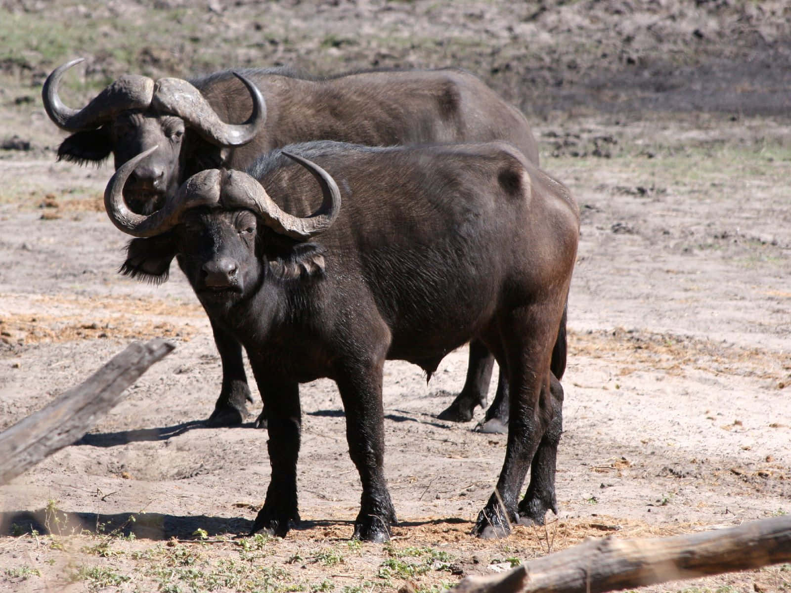 Animalessalvajes: Imagen De Dos Búfalos En La Tierra