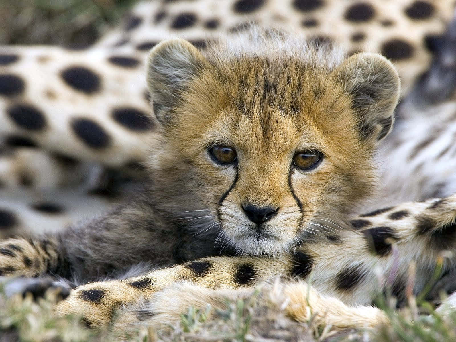 Wild Animals Cheetah Cub Close-Up Picture