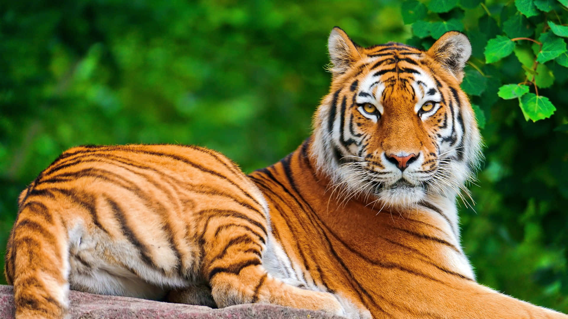 Immaginedi Un Tigre Selvaggio Con Foglie