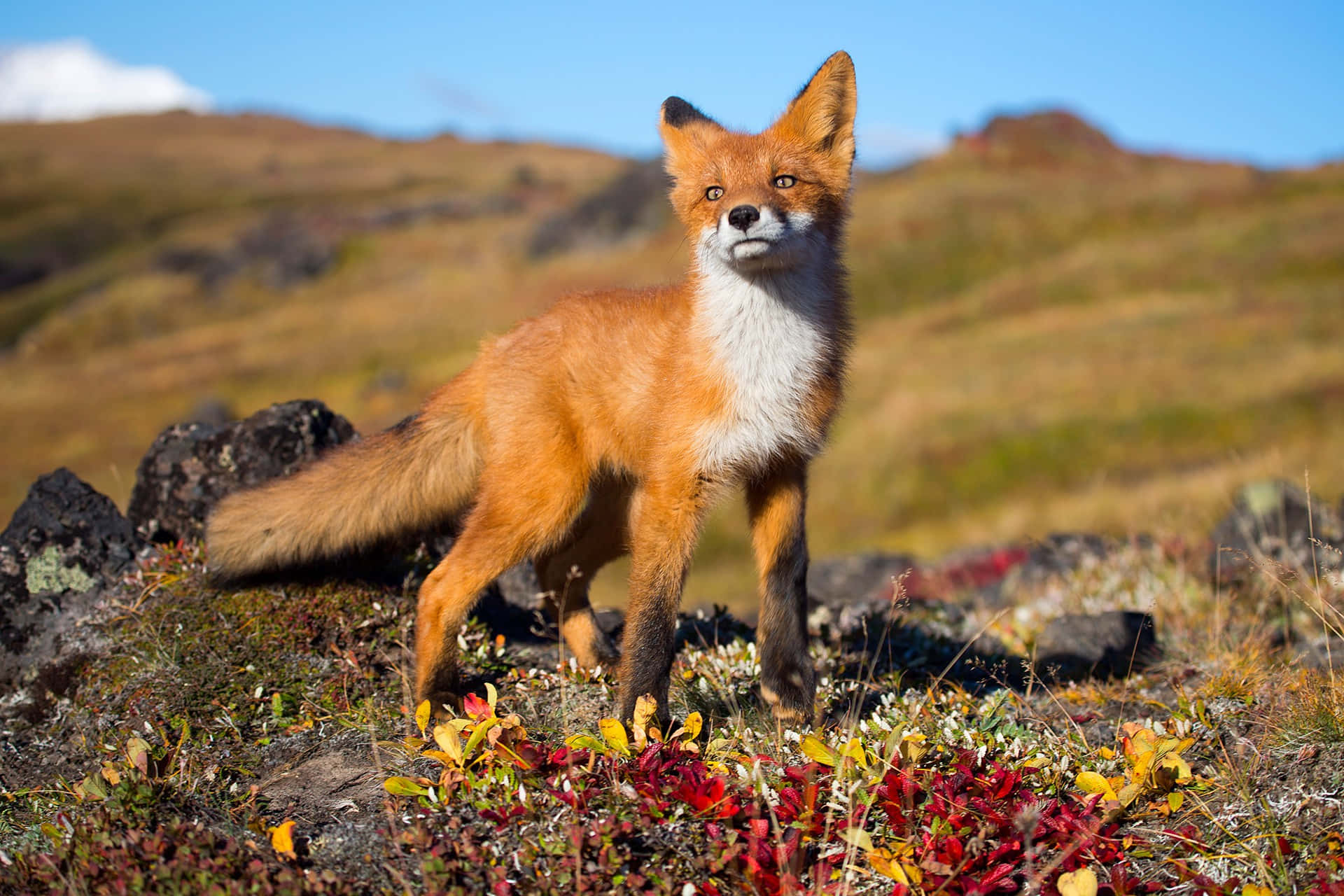 Wild Animals Red Fox On Meadow Picture