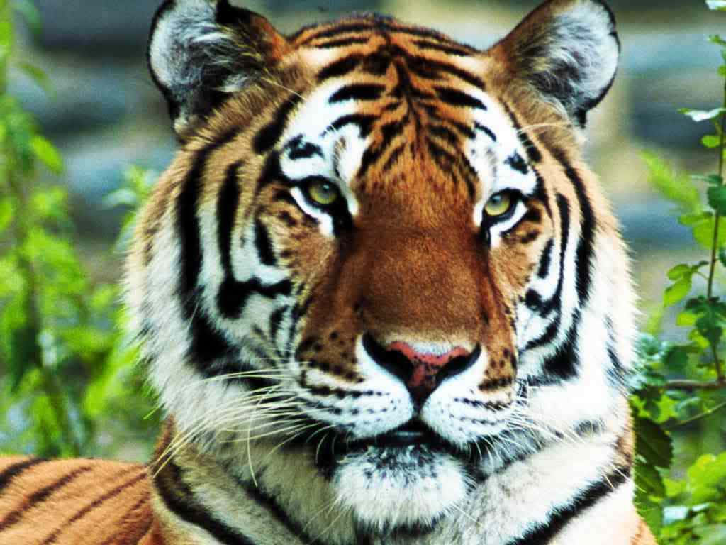 Vildadjur Närbild Av En Bild På En Strimmig Tiger