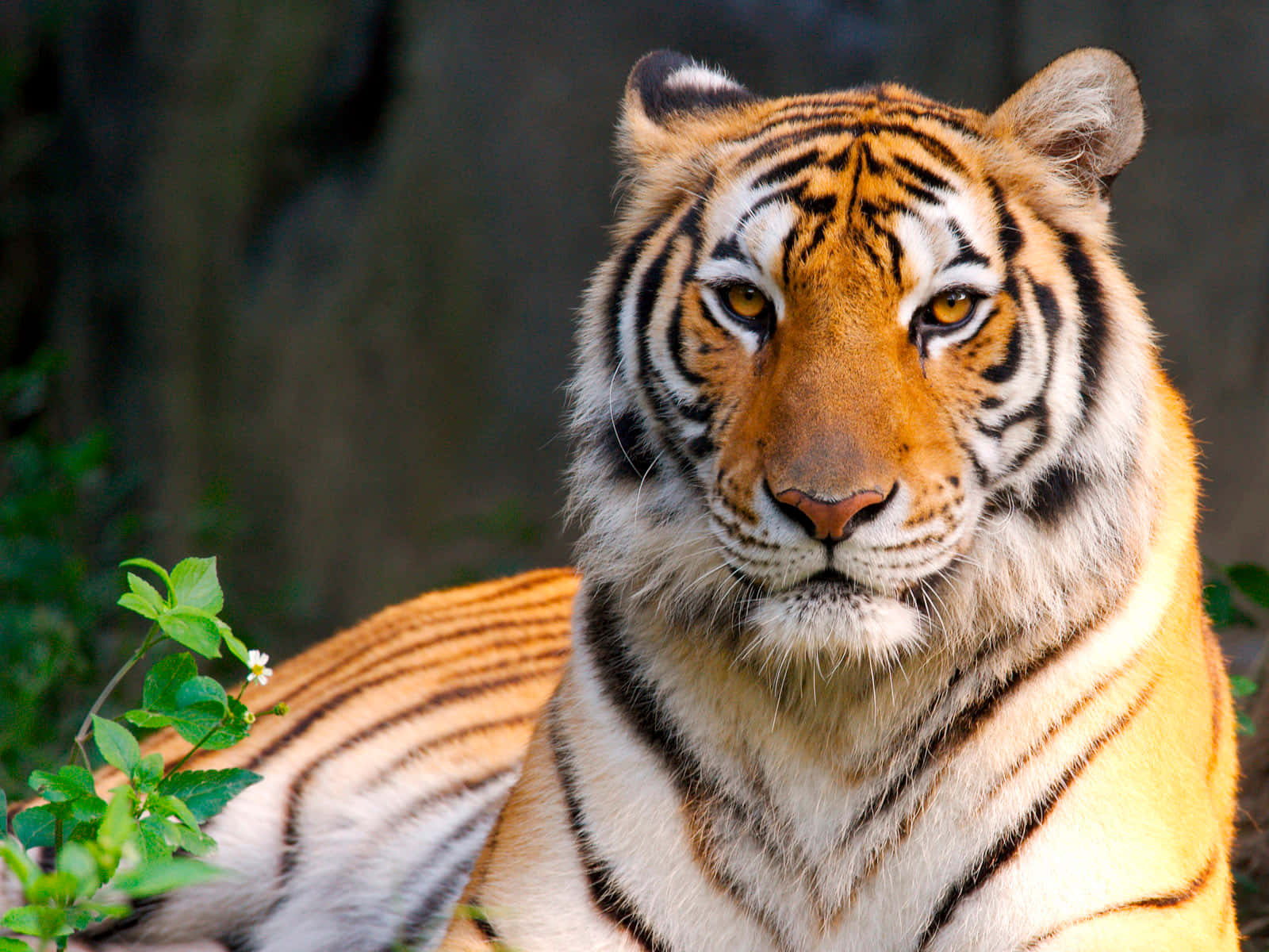Vildedyr Tiger Med Plante Billede