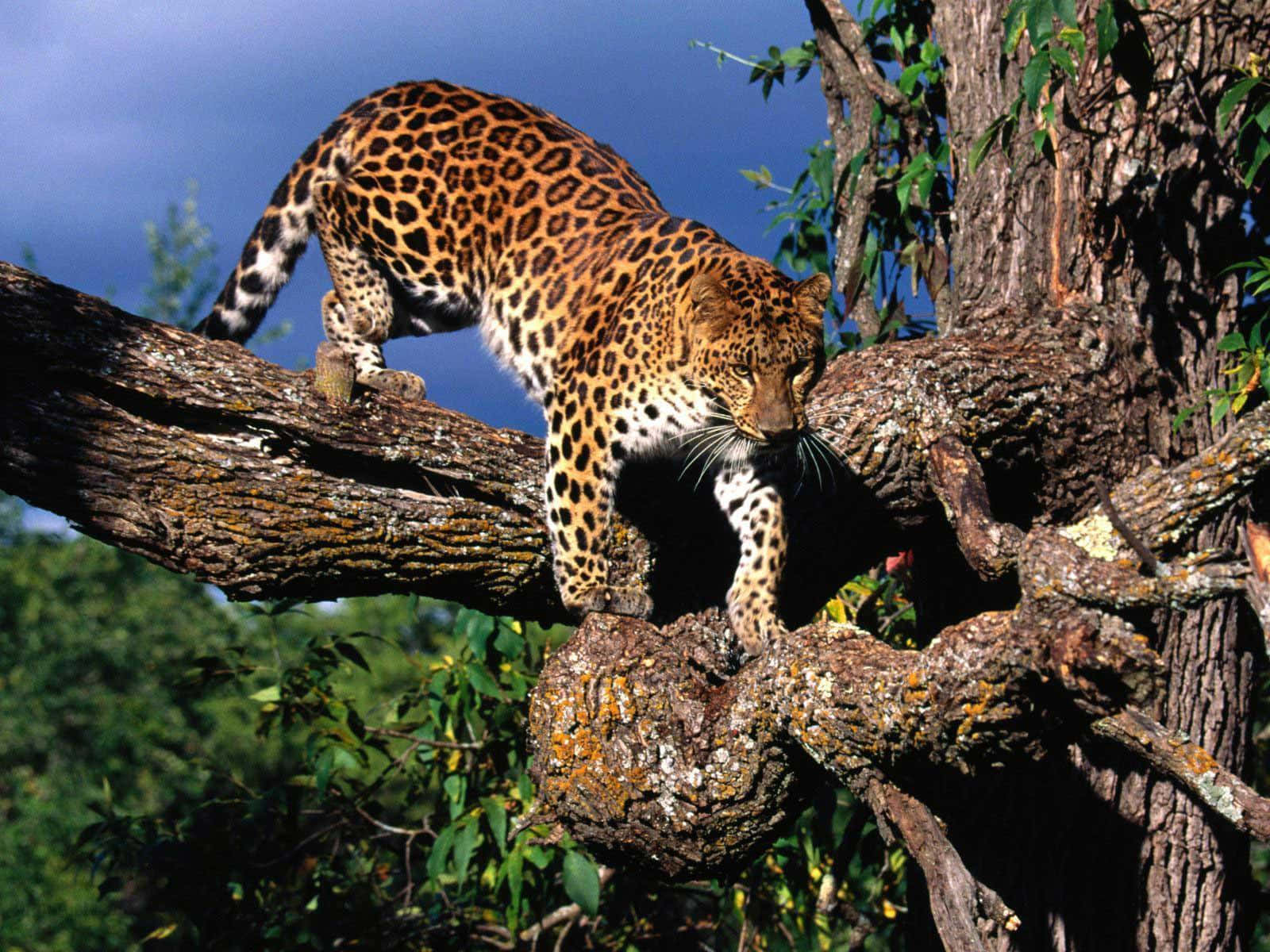 Vildedyr Leopard Gående På Grenen Billede