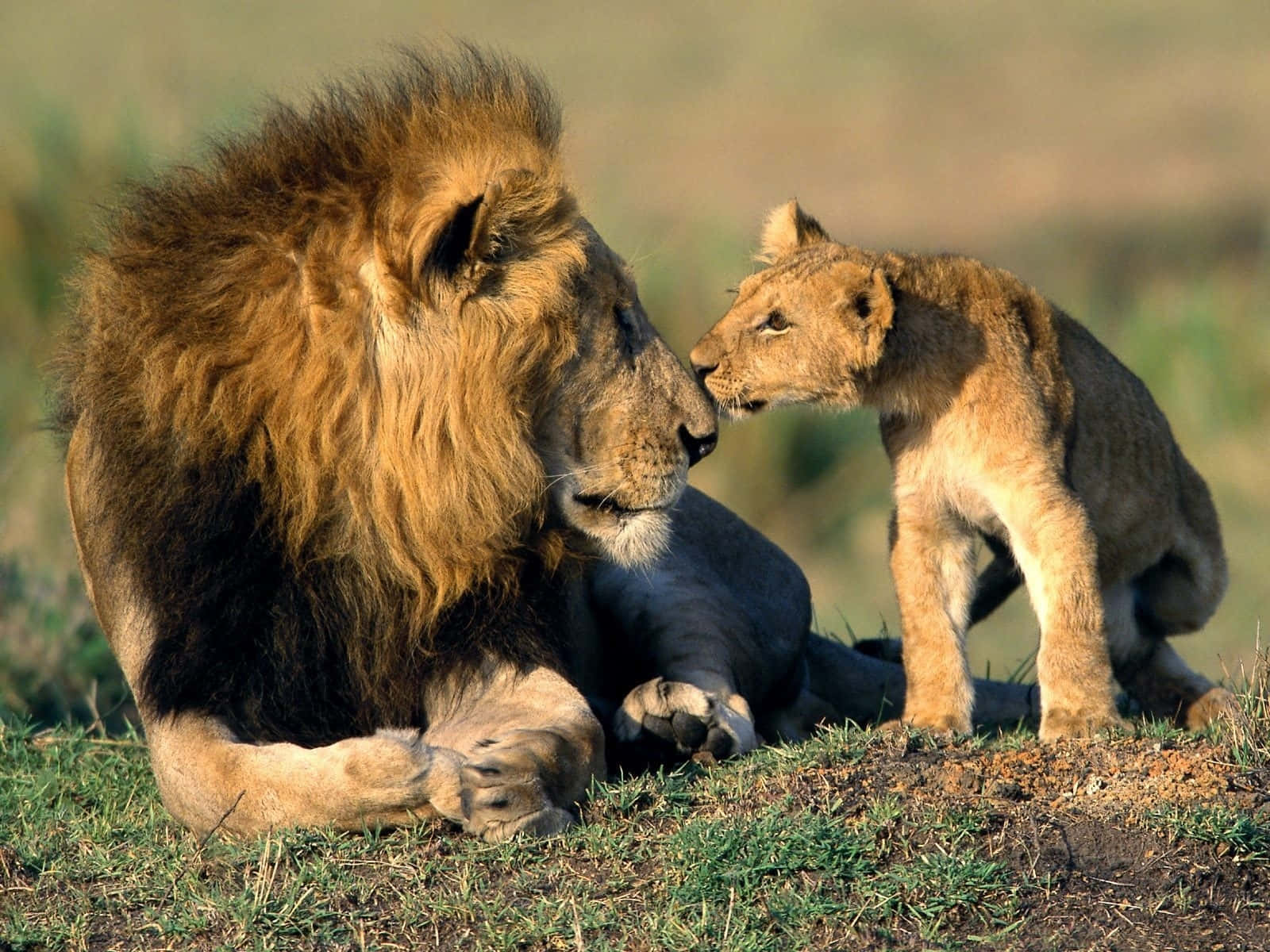 Indi Det Vilde - Et Nærbillede Af De Majestætiske Løver