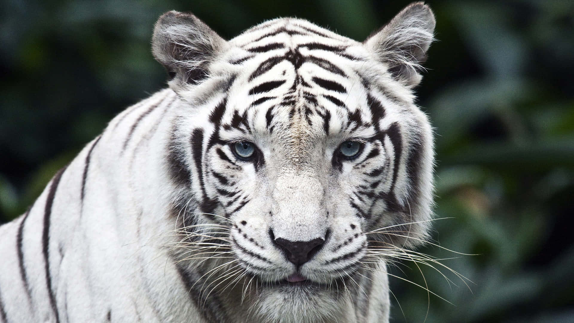 Imagende Un Tigre Blanco De Animales Salvajes En Primer Plano.