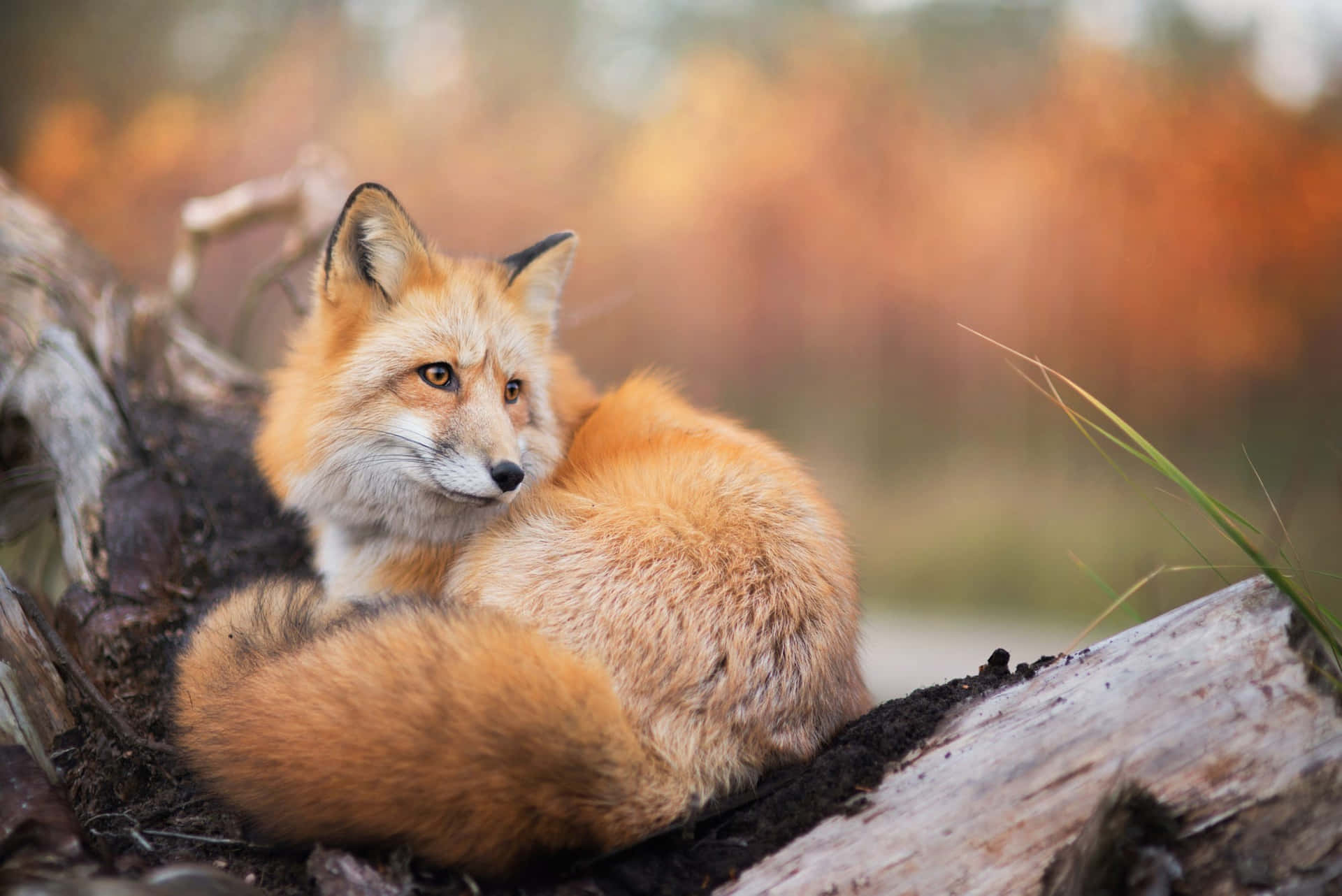 Wild Animals Red Fox Resting On Wood Picture