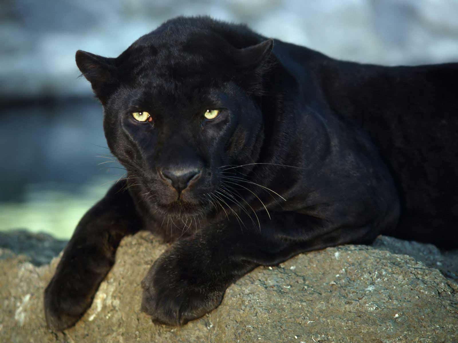 A Black Leopard Is Laying On A Rock