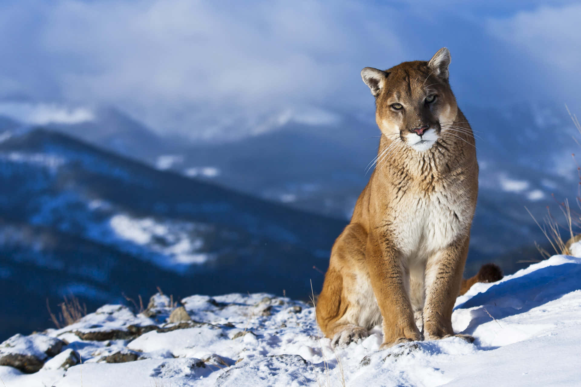 Imagende Animales Salvajes: Puma En Una Montaña Nevada.