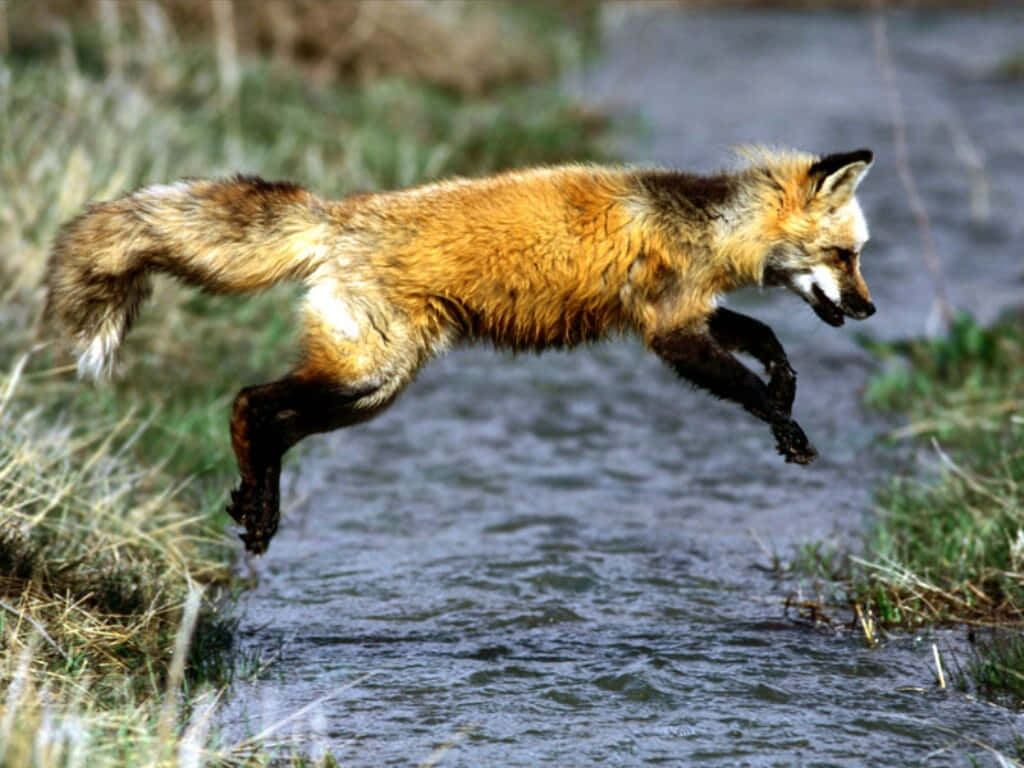 Imagende Un Zorro Rojo Saltando En Un Río De Animales Salvajes.