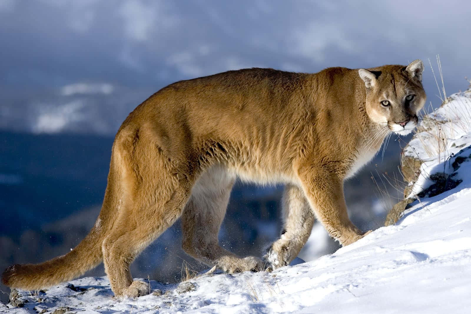 Animaliselvatici: Immagine Di Un Puma Che Cammina Sulla Neve