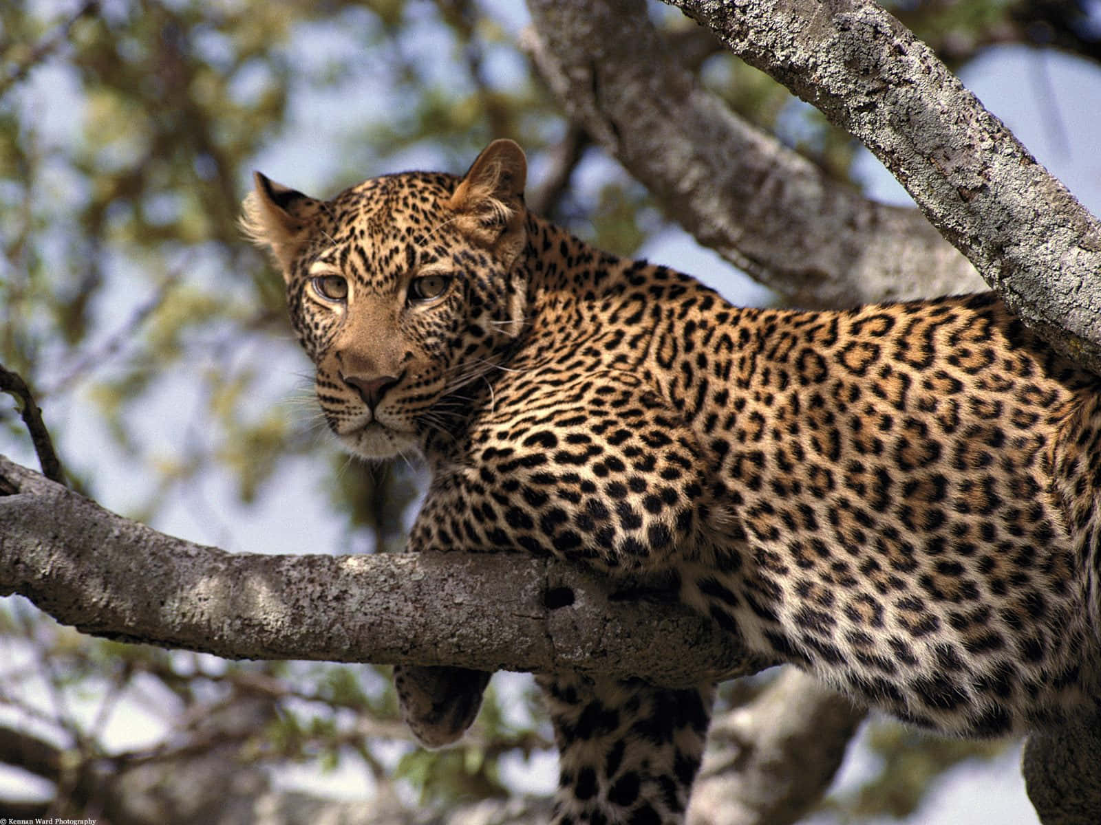 Animaliselvatici: Immagine Di Un Leopardo Su Sottile Ramo Di Albero