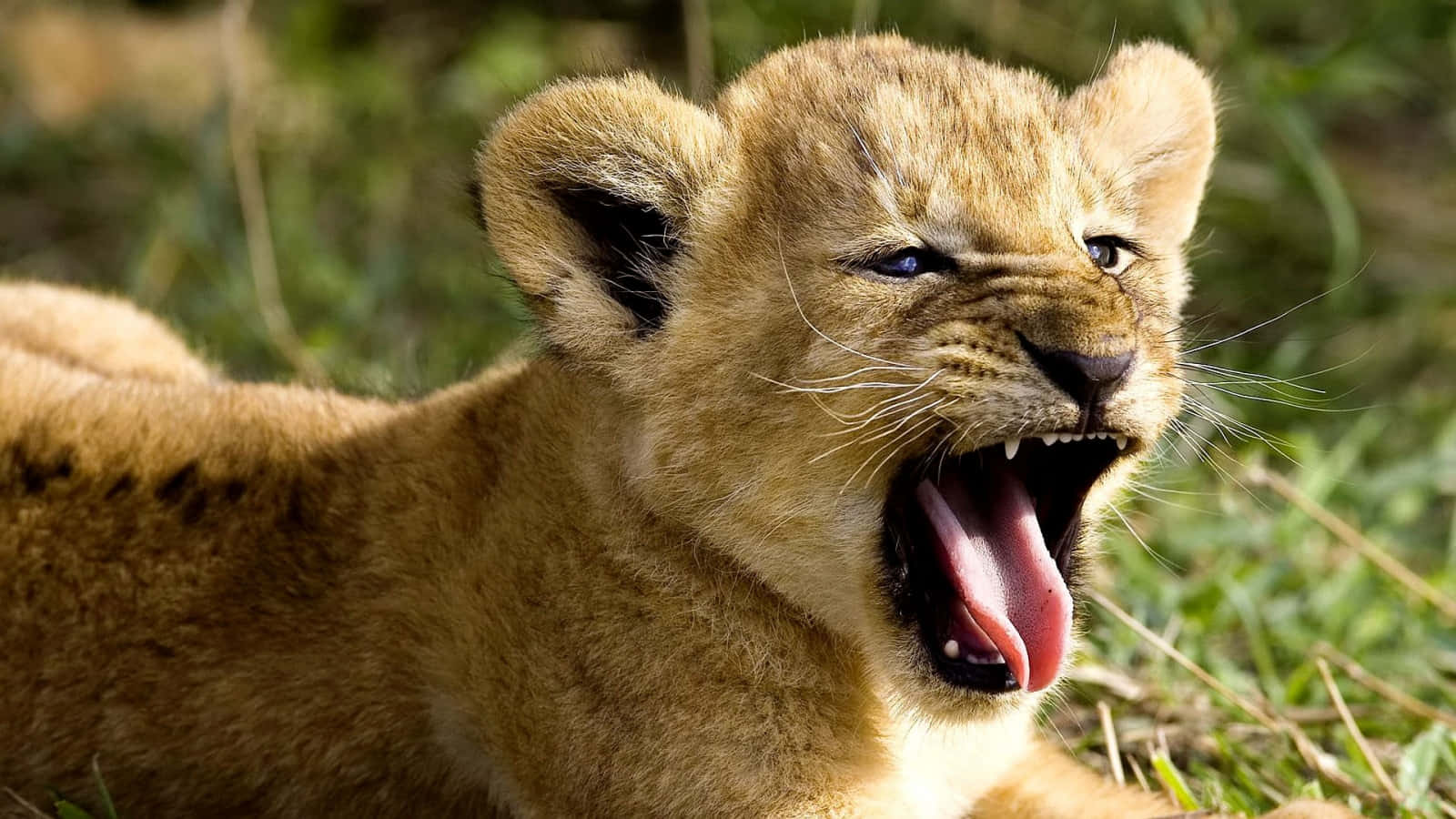 Wild Animals Yawning Lion Cub Picture