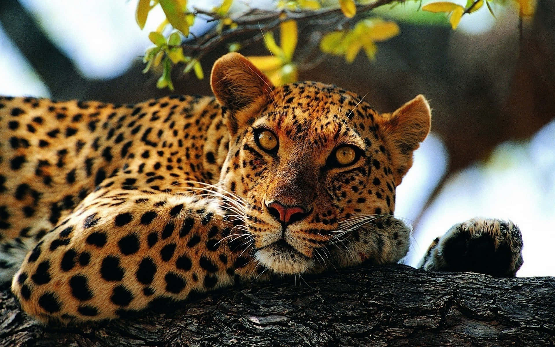 Imagende Un Leopardo De Animales Salvajes Con Ojos Amarillos.