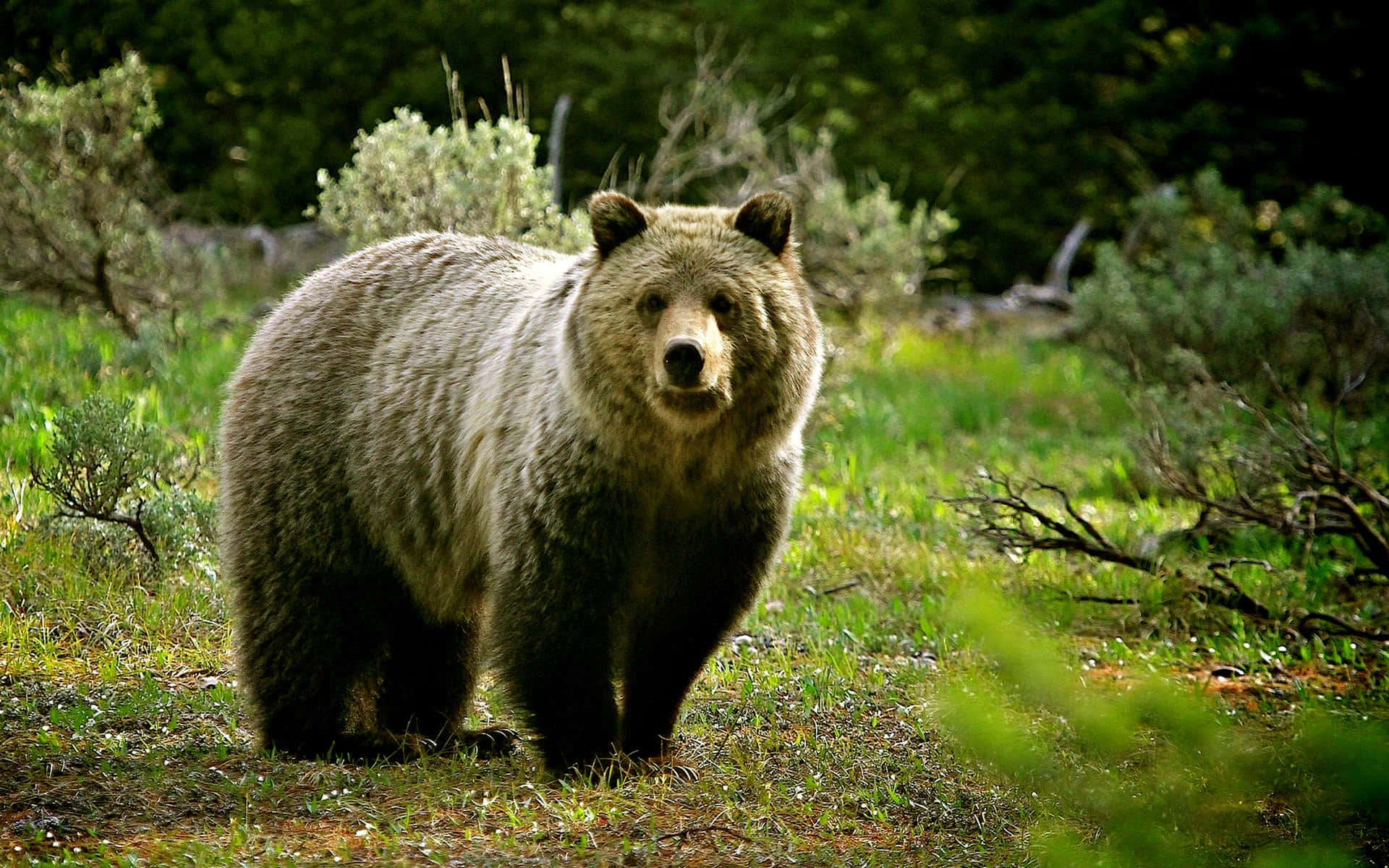 Bildeines Braunen Bären Auf Gras Mit Wilden Tieren