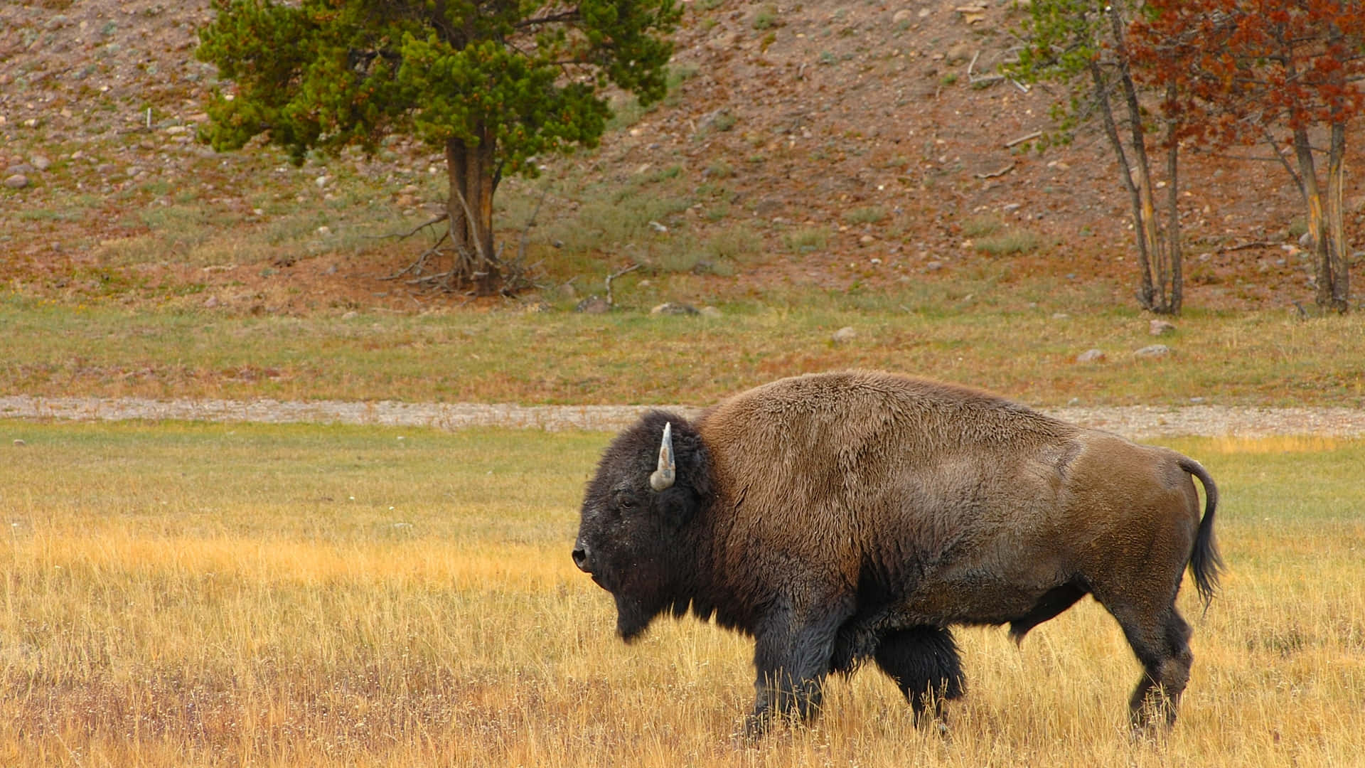 Wild Animals Bison On Grass Picture