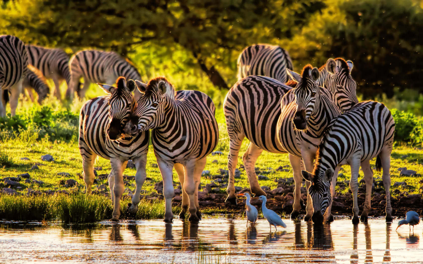 Vildedyr Zebraer Ved Søen Billede.