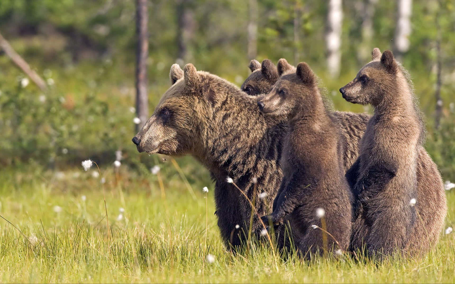 Vildedyr: Bjørne På Græsset Billede.
