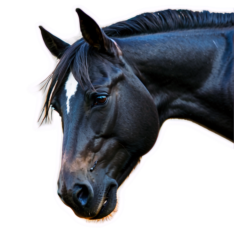 Wild Black Mustang Image Png 06262024 PNG