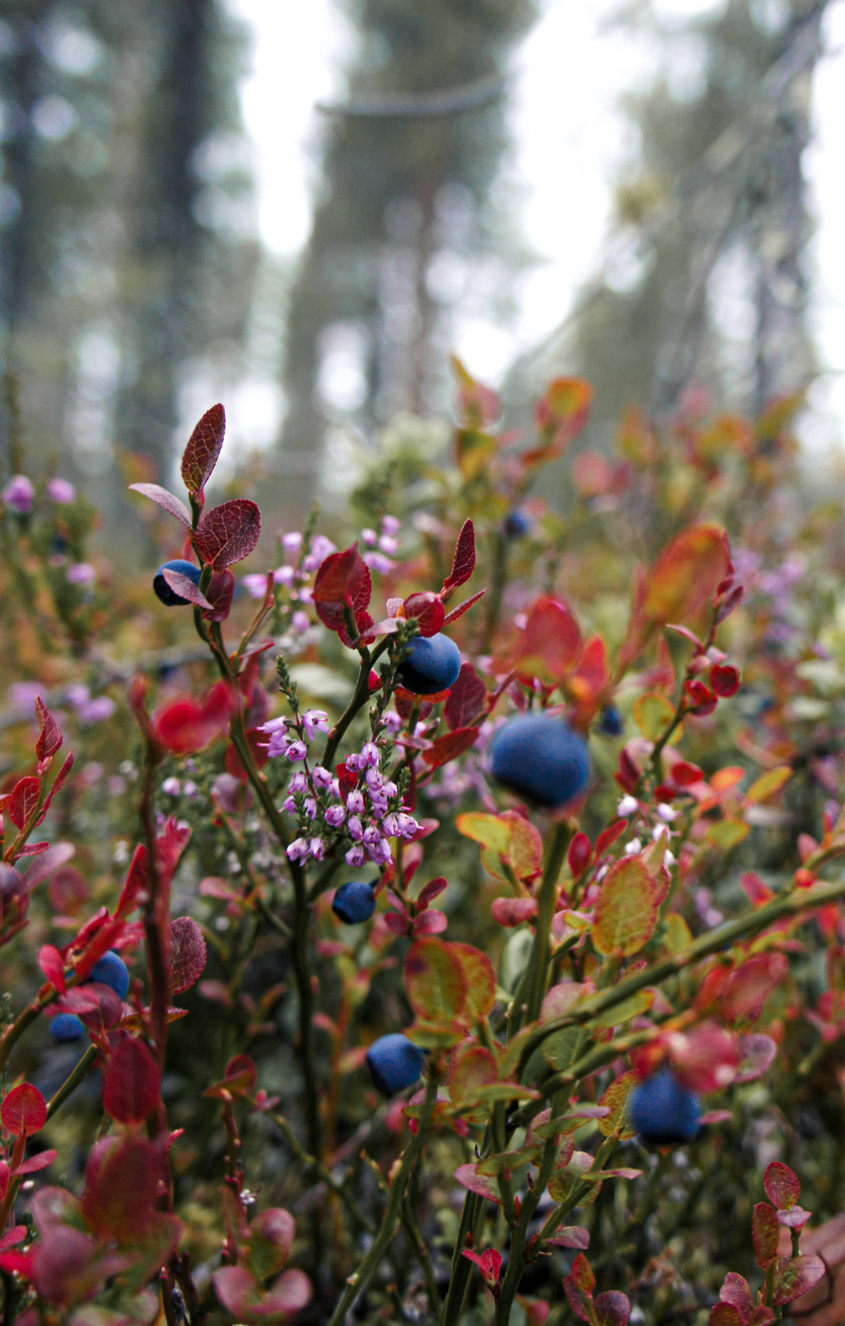 Wild Blueberries Of Finland