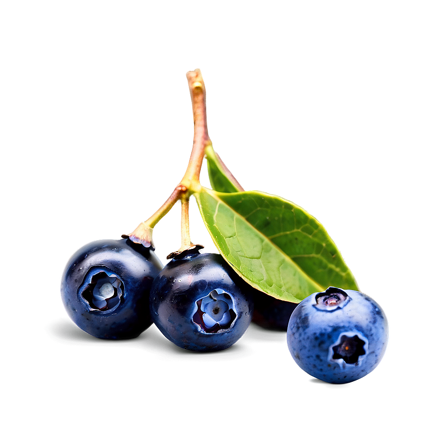 Wild Blueberries Png Bog79 PNG