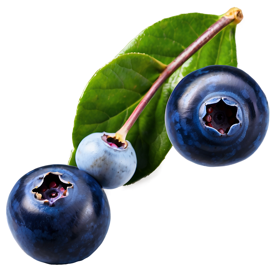 Wild Blueberries Png Glb59 PNG