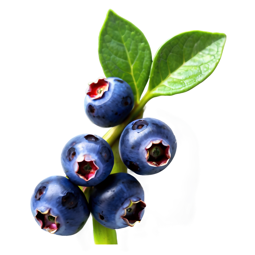 Download Wild Blueberry Bunch Png Efw56 | Wallpapers.com