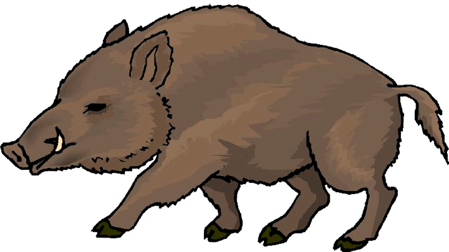 Wild Boar Illustration.png PNG