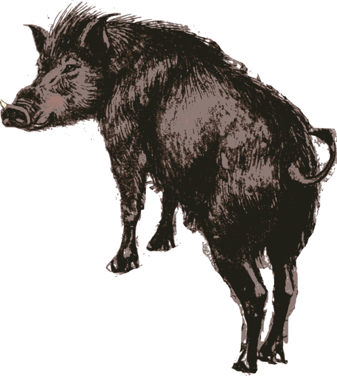 Wild Boar Illustration.png PNG