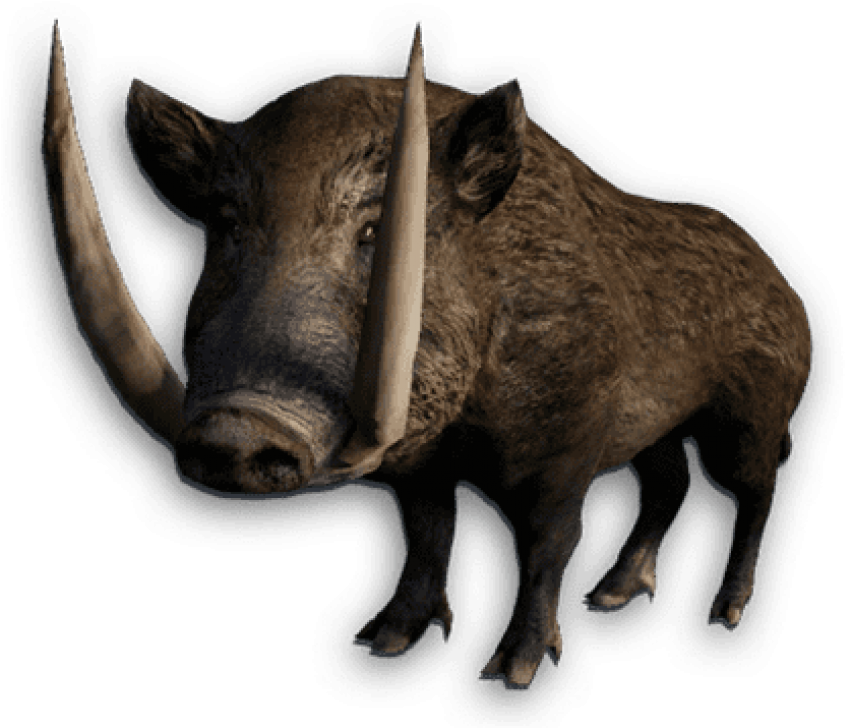 Wild Boar Isolated Cutout PNG