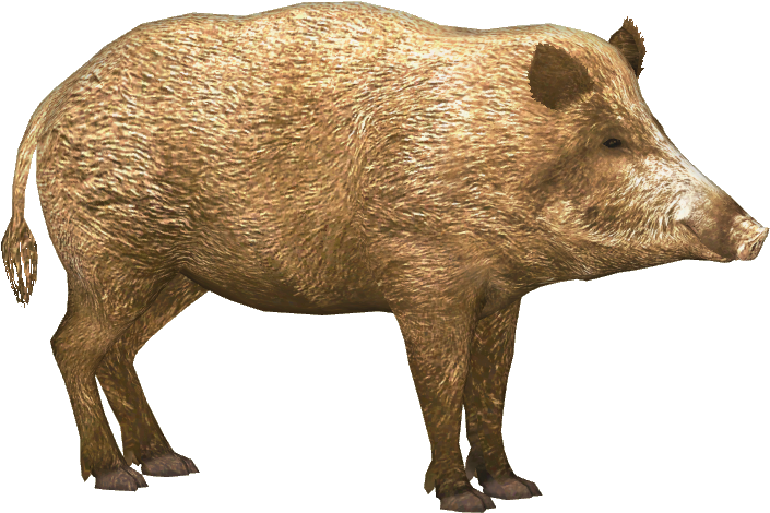 Wild Boar Isolated Image PNG