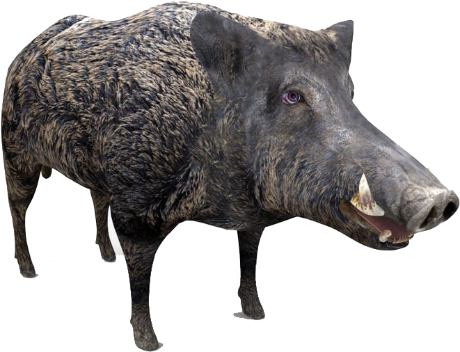 Wild Boar Isolated.png PNG