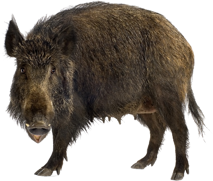 Wild Boar Isolatedon Transparent Background.png PNG