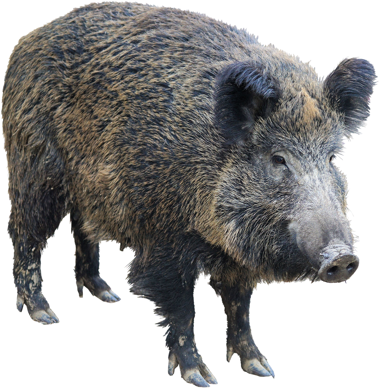Wild Boar Isolatedon Transparent Background.png PNG