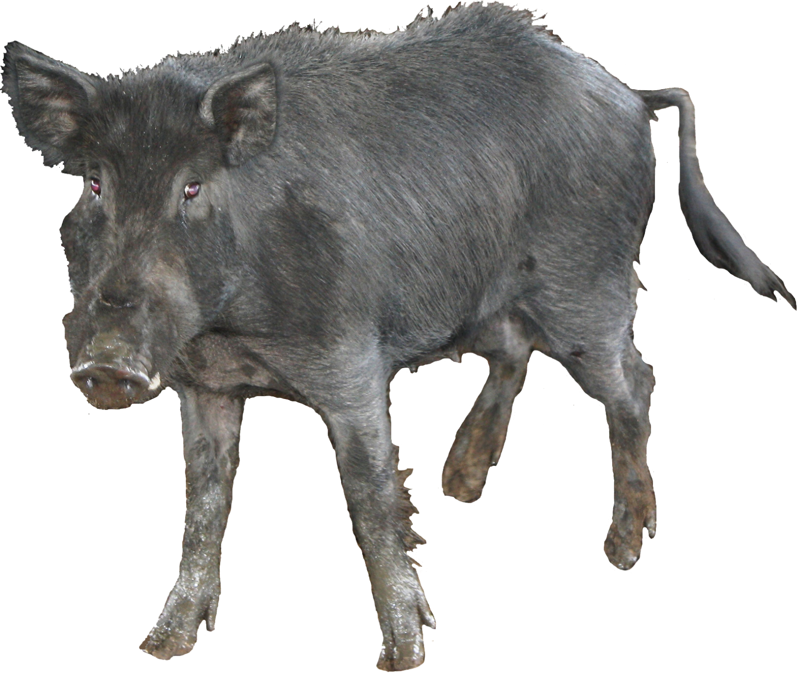 Wild Boar Isolatedon Transparent Background PNG