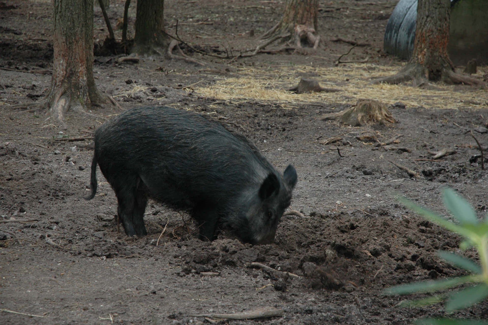 A rocky terrain wild boar runs across the landscape