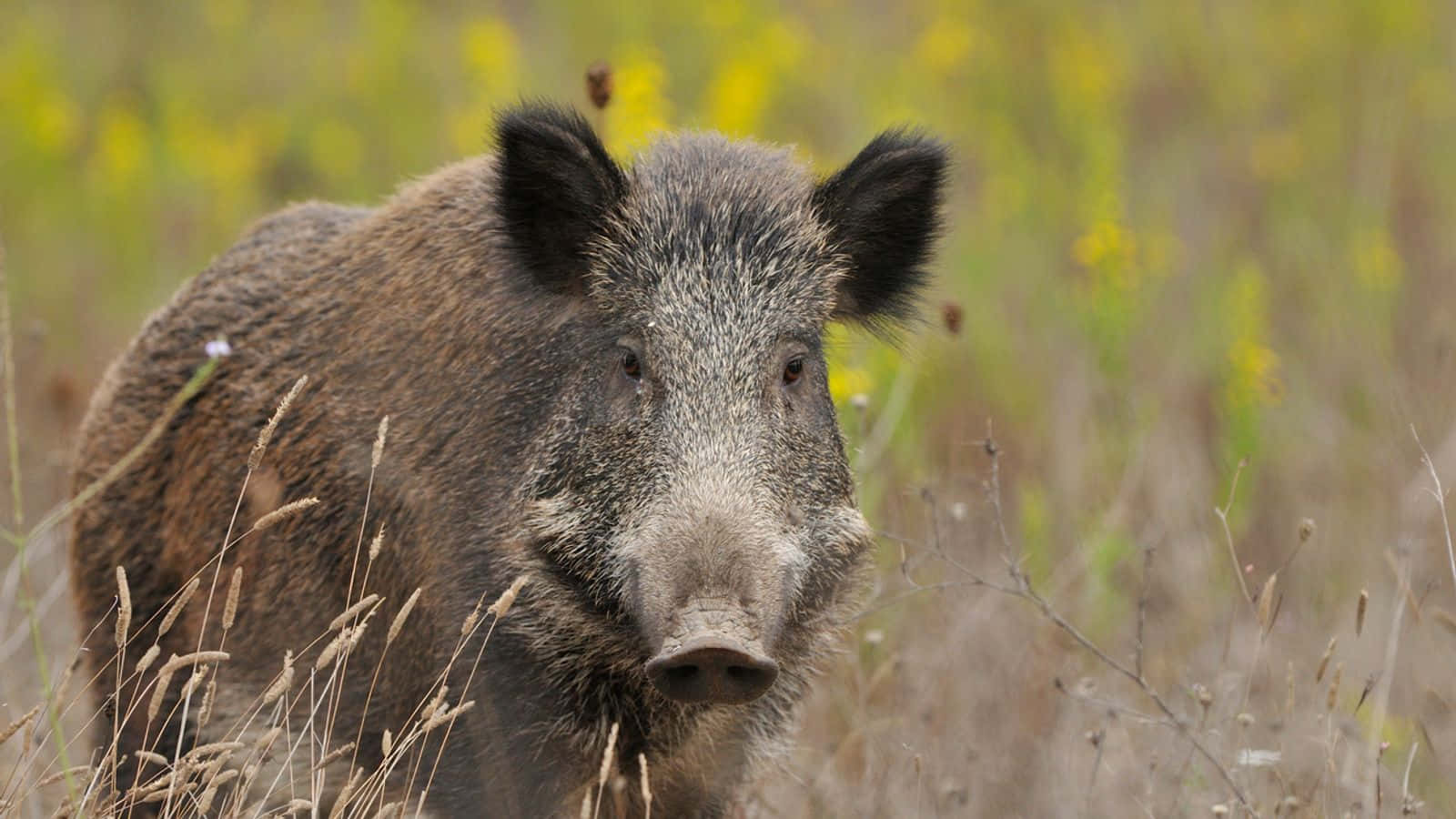 Wild Boar against the Mountain