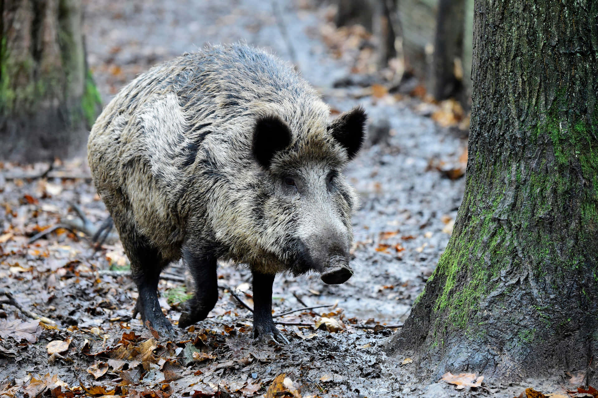 A wild boar is seen running through a field on a sunny afternoon