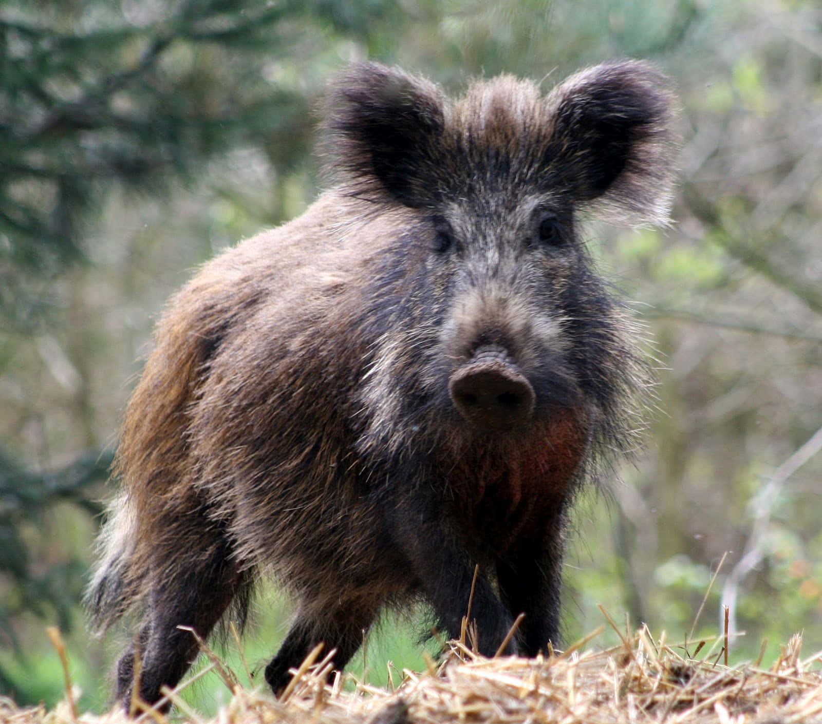 Wild Boar Roaming Through The Woods