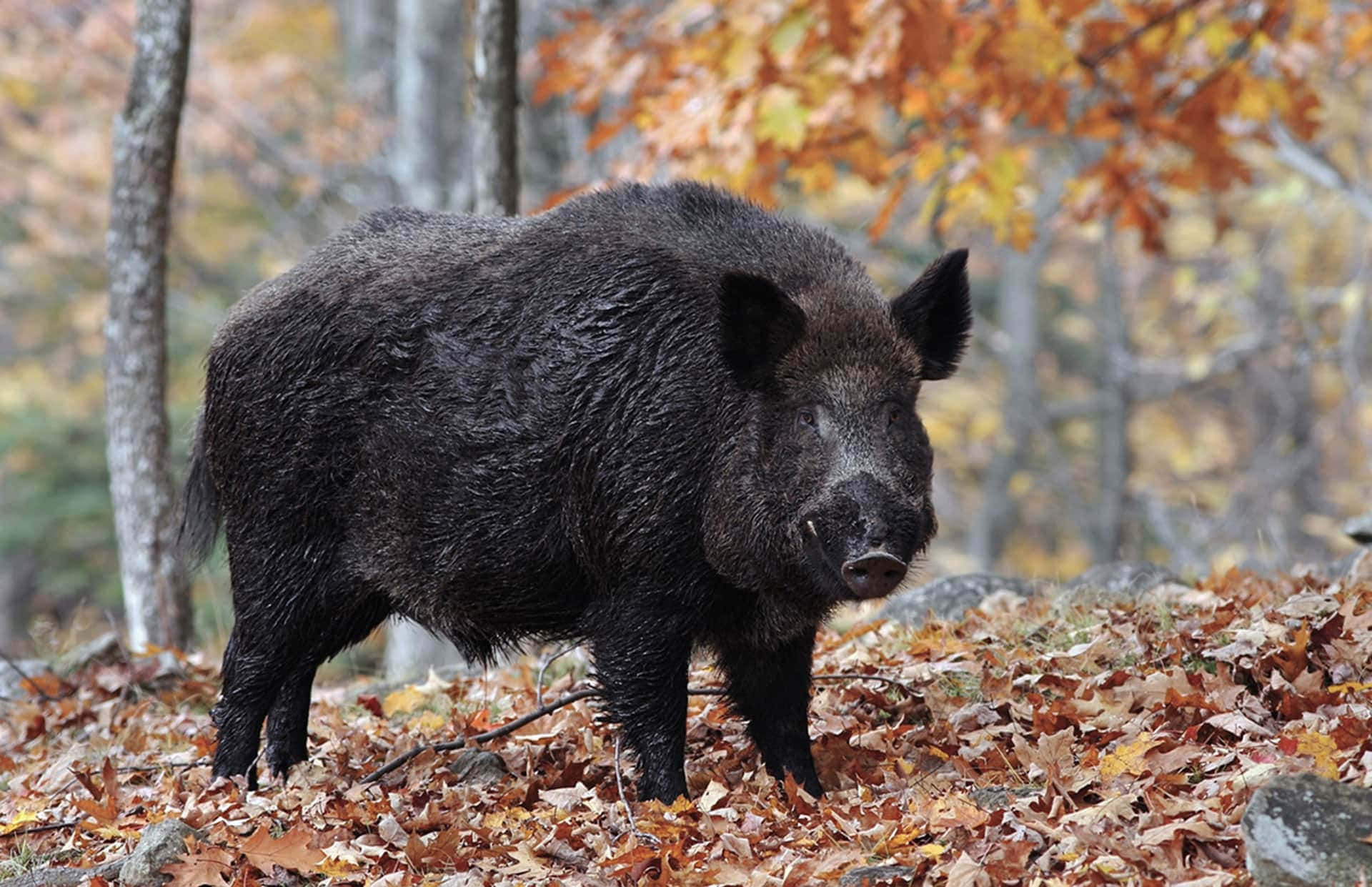 A wild boar stands proudly in a vast marshland.