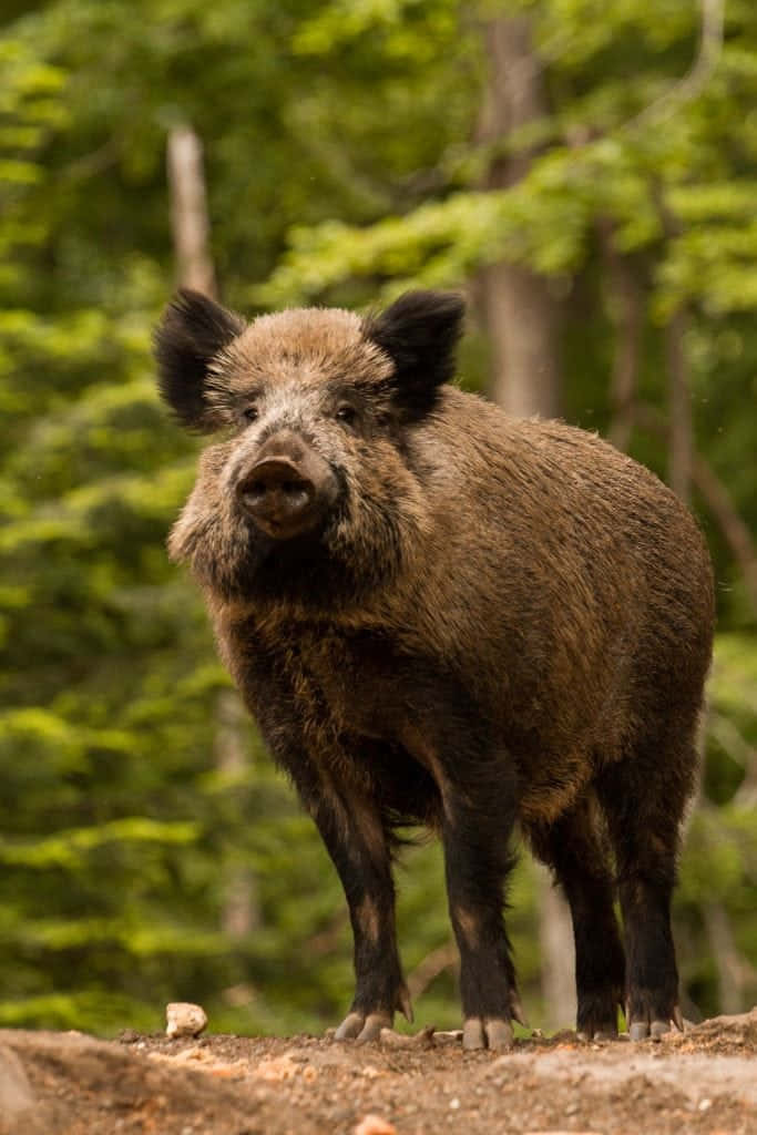 Wild Boar looking for its prey in the forest