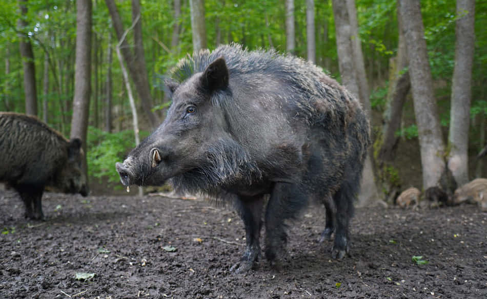 A curious wild boar roaming through a misty forest.