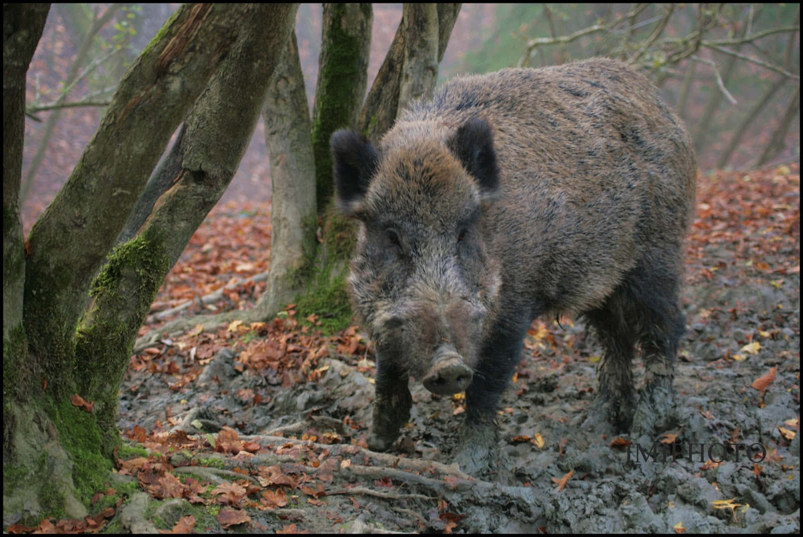 A group of wild boar hogs against a backdrop of tall trees
