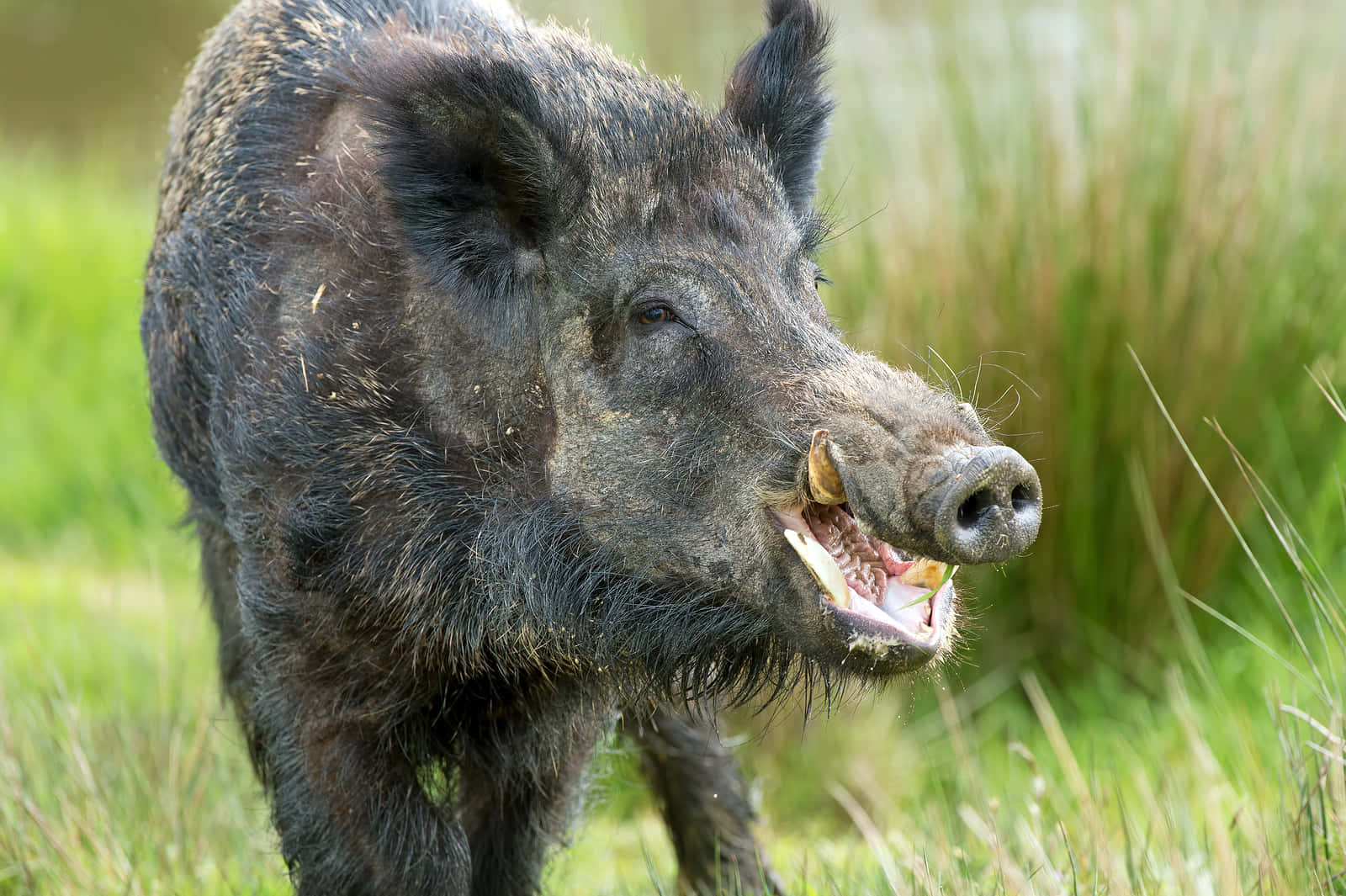 Wild Boar Foraging in a Forest