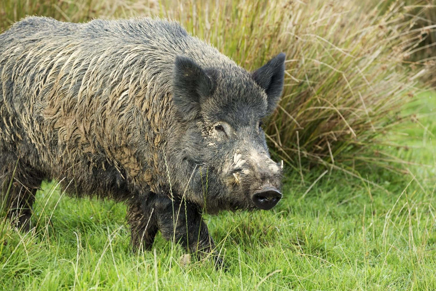 Wild Boar Browsing in the Forest