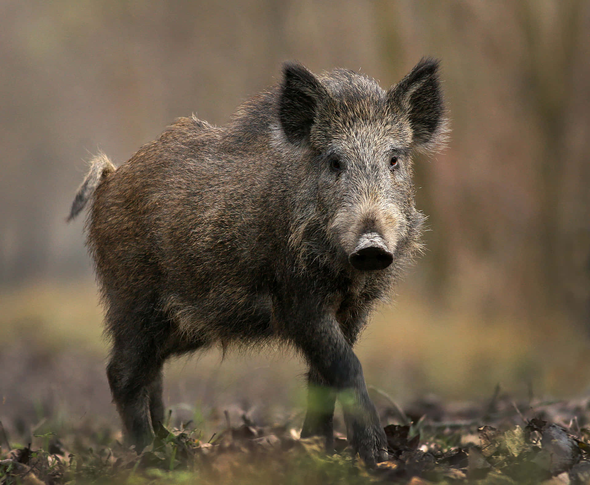 A wild boar roaming through a meadow.