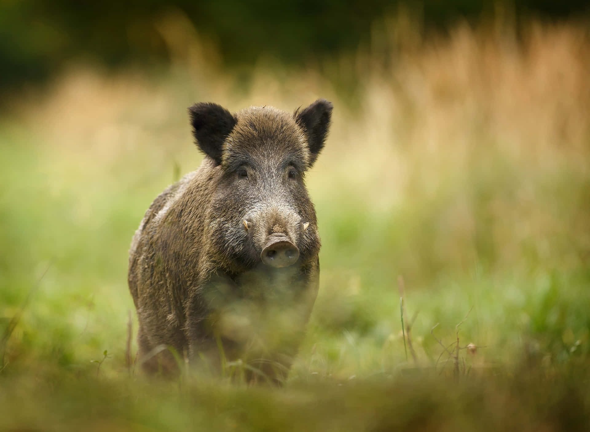 Wild boar making its way through a dense forest