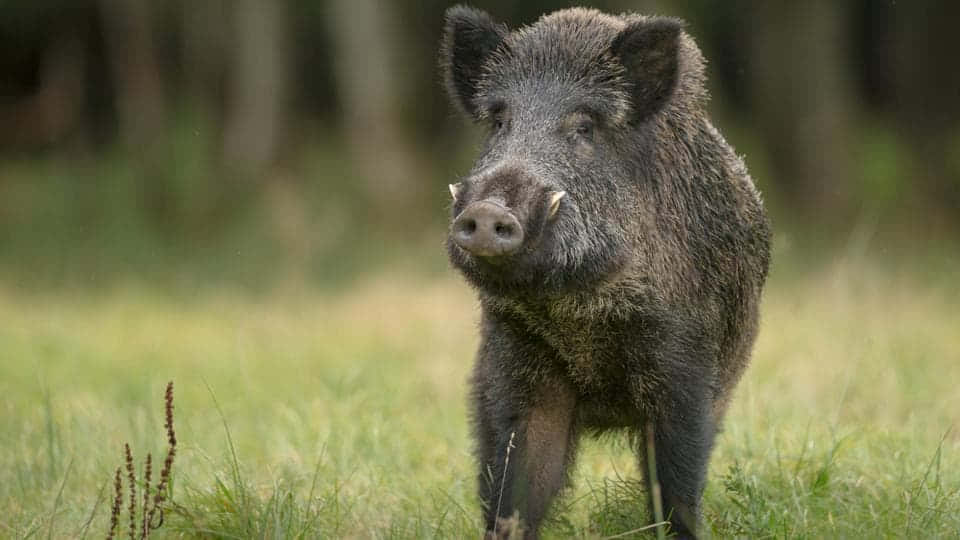 A wild boar foraging for food in a lush forest.